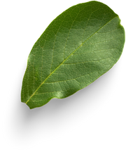 Isolated Cutout PNG